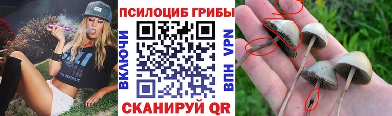 Псилоцибиновые грибы Psilocybe  Алатырь 